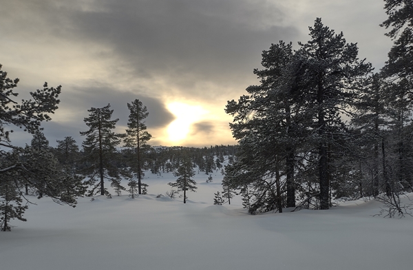 vikerfjell ringerudsetera søndre flåtjern