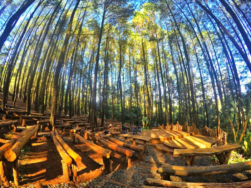 Rute Menuju Hutan Pinus Mangunan yang Makin Cantik 