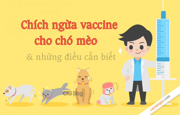 Chích ngừa vacxin chó mèo và những điều cần biết