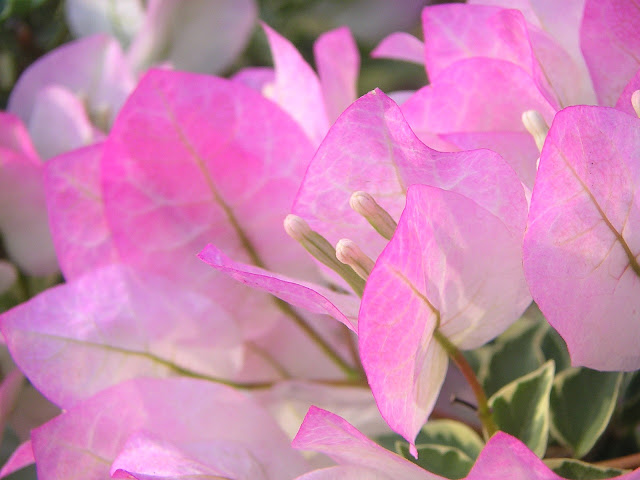 Bougainvillea glabra