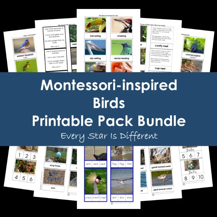 Montessori-inspired bird printable pack