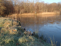 Etang dans la brume matinale