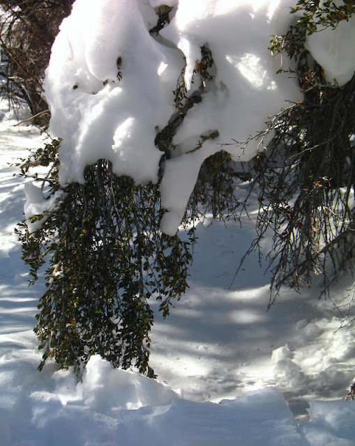 mahogony and snow