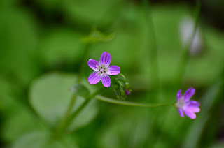 Siberian Spring Beauty