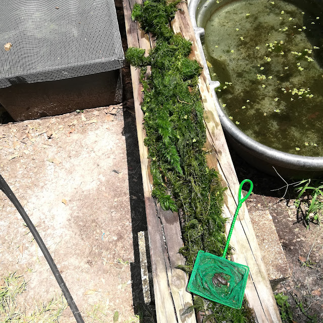 Aquarium Hunting For Frogs In the Hornwort