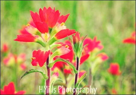 2010 04 21_1645watermarked