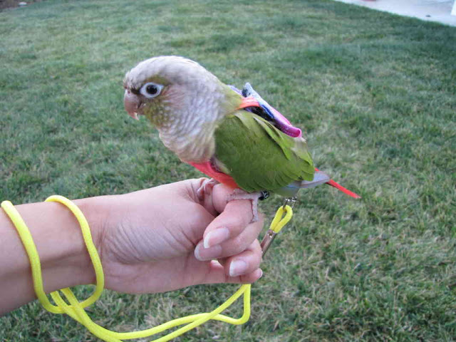 Leashes For Birds