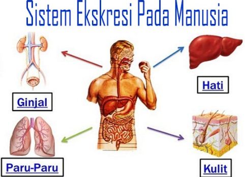  Sistem  Ekskresi  Pada Manusia  IPA Kelas  8  Kurikulum 2013