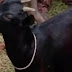 SAKIT HATI DITOLAK WANITA IDAMANYA, PRIA INI MALAH P3R*KOS4 KAMBING TETANGGANYA...