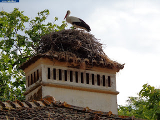 GERAL PHOTOS, STORK / Cegonha - Barragem de Póvoa e Meadas, Castelo de Vide, Portugal