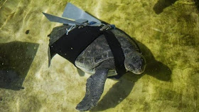 sea turtle