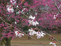 早咲きの寒さくらと梅の花。