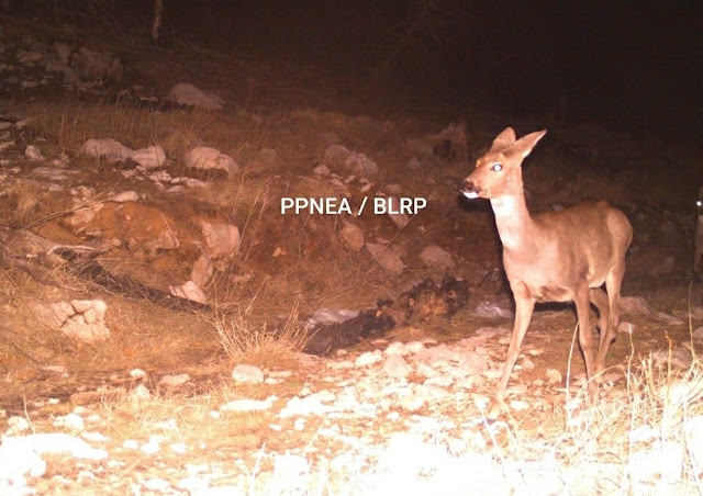 the european roe deer filmed at night on munella mount