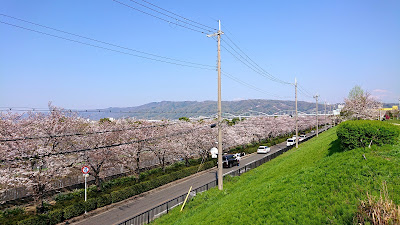 令和２年　南河内の桜　その１