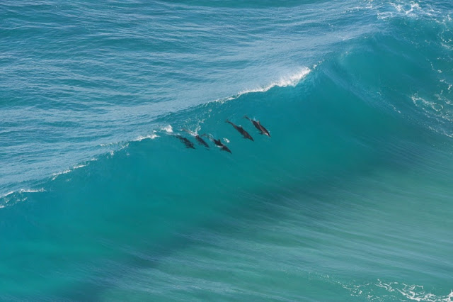 Surfing Dolphins