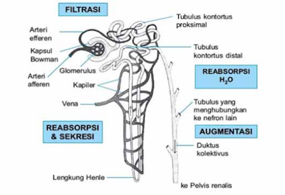 Proses Pembentukan Urine Pada Manusia