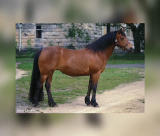 This is illustartion indicating the Ponies Horse Breed (One of the Most Popular Horse Breeds in the World)