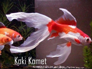 ikan komet