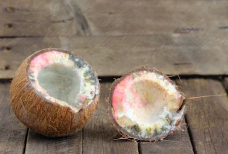 spoiled coconut during pooja in telugu, spoiled coconut in temple in telugu, spoiled coconut good or bad telugu, kobbarikaya kullite shubham, kobbarikaya kulite, telusukundam randi, telugulo, meeku telusa