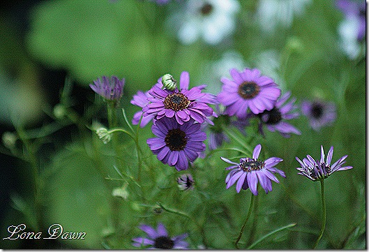 Brachycome_SwanRiverDaisies_Purple
