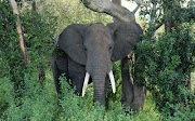 Top Ideas 49+ Beautiful Pictures Of The African Elephant