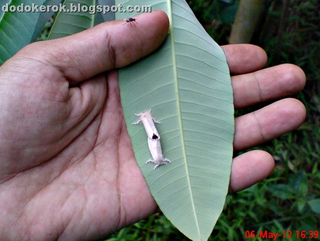 foto ngengat Euproctis virguncula kawin