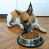  Tips Memilih Makanan Anjing Sesuai dengan Usia  