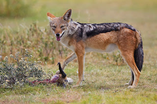 https://commons.wikimedia.org/wiki/File:2012-bb-jackal-1.jpg