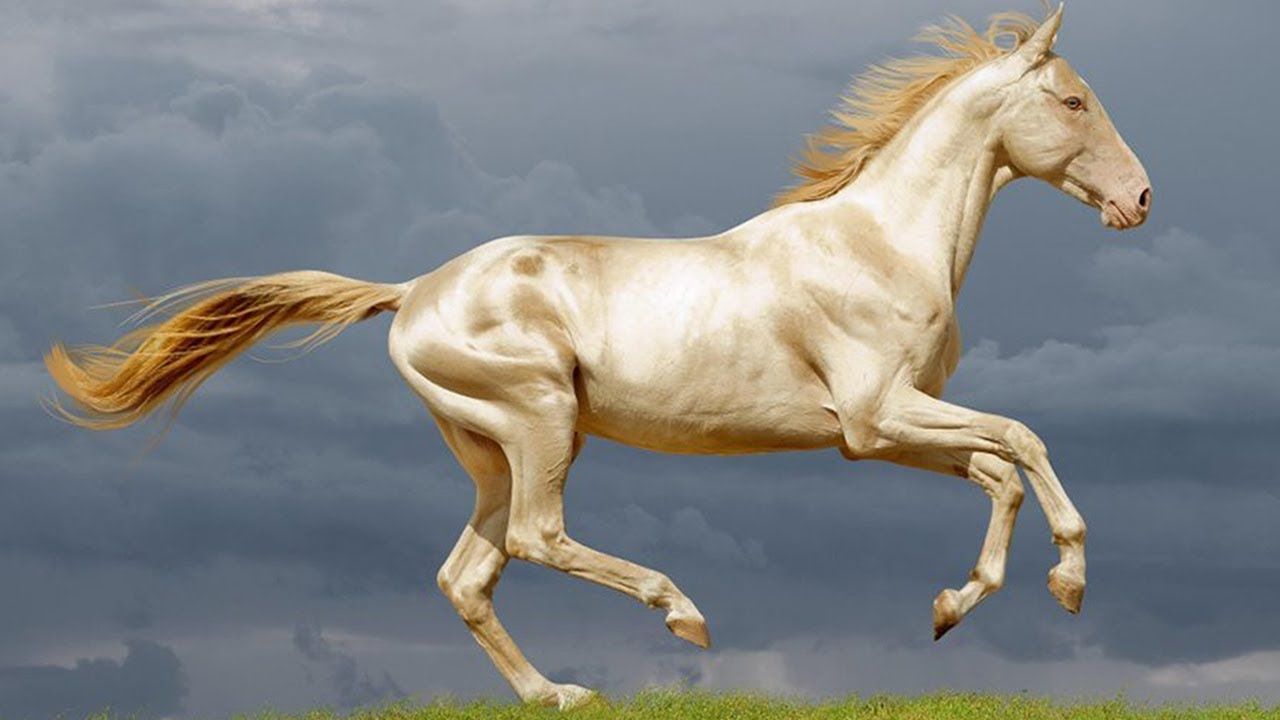 アハルテケ 世界一美しい馬 黄金に輝く伝説の馬 N ミライノシテン