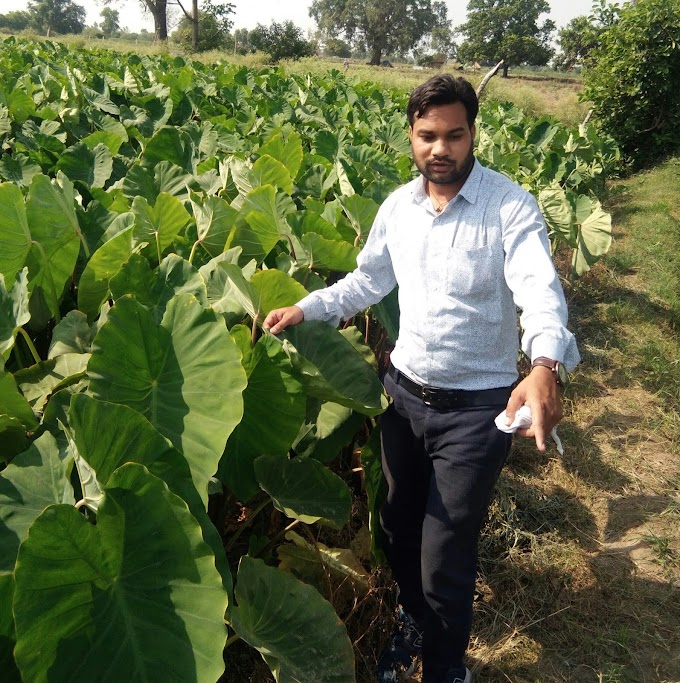 Cultivation of colocasia esculenta अरबी की उन्न्त खेती