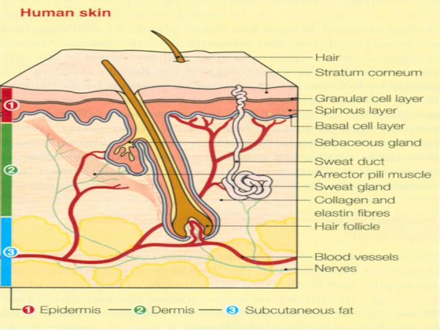Fakta Menarik Tentang Kulit Manusia [ www.BlogApaAja.com ]
