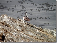 Pelican Ocean Cove