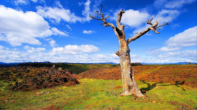 Las mejores imágenes del mundo - The best pictures of the world - The Tree