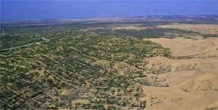 Desert Carbon Dioxide Absorption: Implications of Forestation