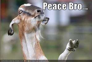 funny-pictures-goat-gives-peace-sign