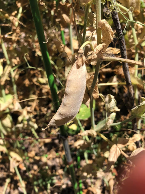 Harvesting Peas