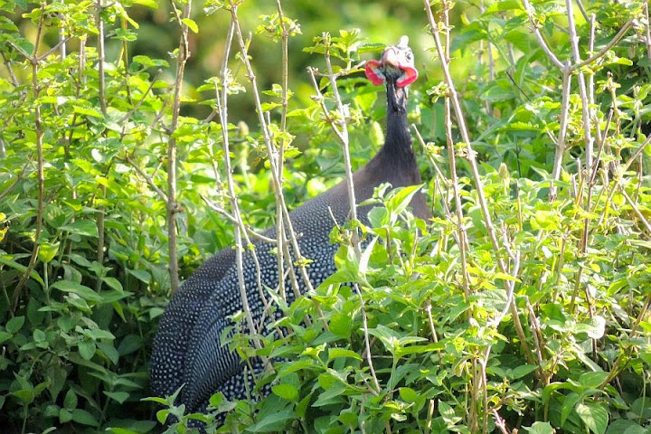 Guinneafowl