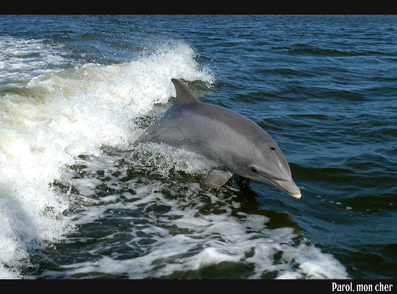 Delfin