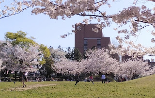 桜　新浦安　若潮公園