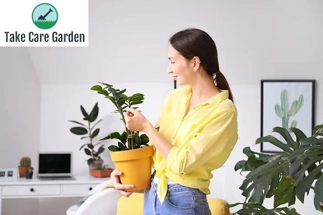 Como cuidar dessas plantas?