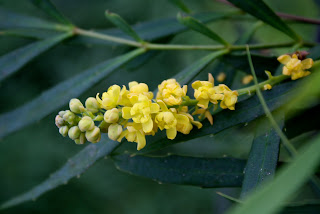 soft caress mahonia