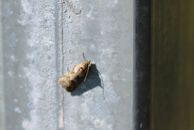 Zomerspikkelbladroller - - Cnephasia stephensiana