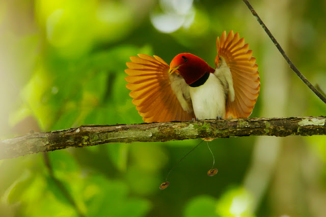 A Bird Photo from Birds of Paradise