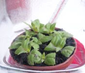 fuchsia cuttings sealed in propagator