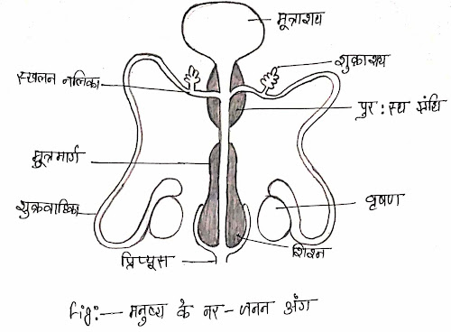 male-reproduction-system-in-hindi-class10-biology