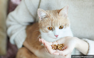 memberi makan kucing kampung