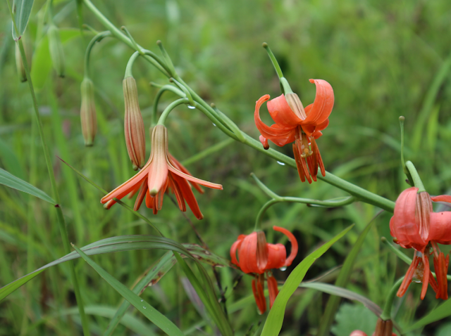 Лилия мозолистая (Lilium callosum)