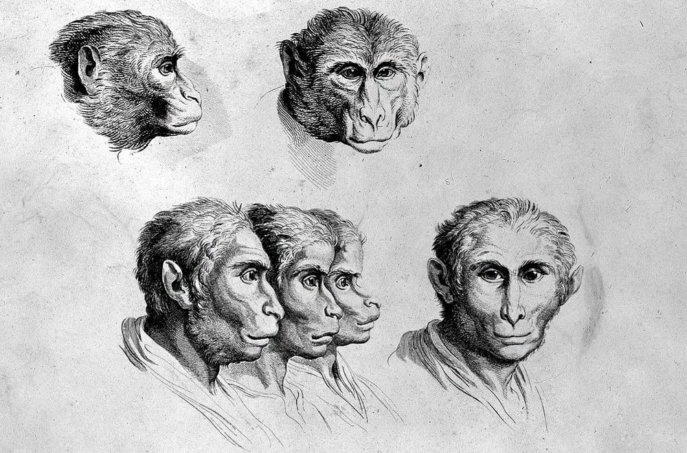 charles-le-brun-physiognomic-heads-6