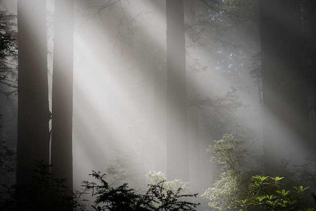 Bosque de Sequoias