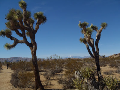 Joshua Tree National Park California Rocks Willow Hole Trail Hike